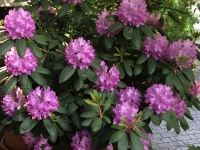 Rhododendron