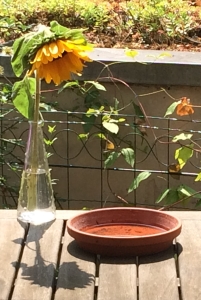 Sonnenblume mit Vogelbad