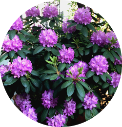 Rhododendron