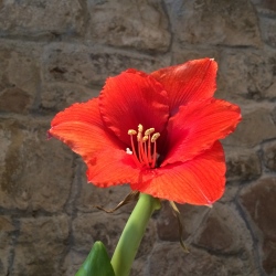 Amaryllis